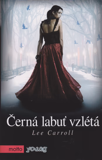 Černá labuť vzlétá
