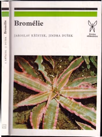 Bromélie