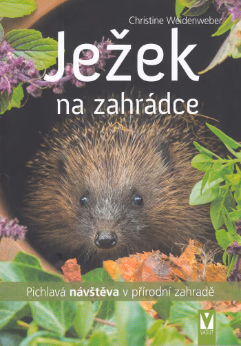 Ježek na zahrádce