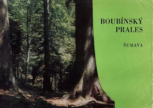 Boubínský prales - Šumava