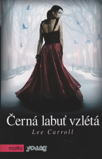 Černá labuť vzlétá