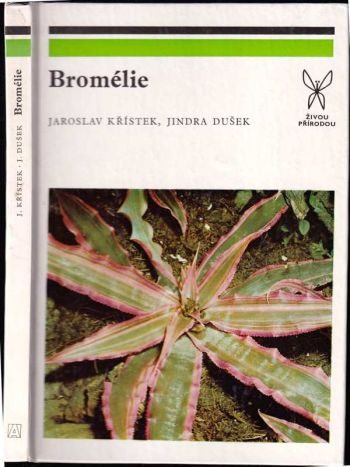 Bromélie